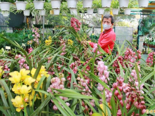 迎新招財甩疫情 有「虎」有「蘭」植物最夯