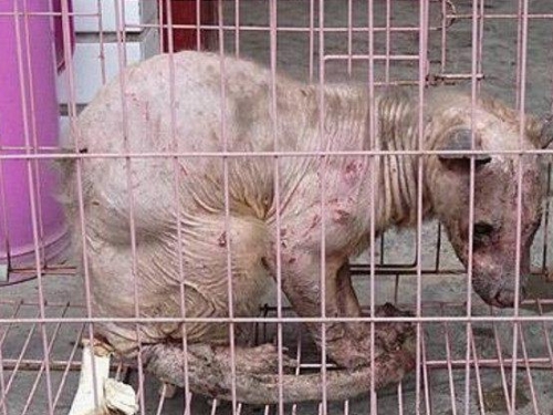 地球上最怪異的動物，第一種據說至今無人知曉其名
