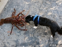 美潛水員捕獲5.4kg「超巨龍蝦」　高齡70和狗一樣重