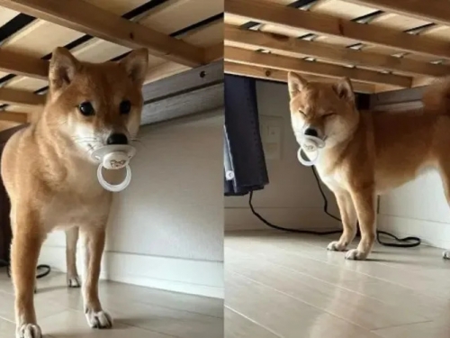 家裡嫩嬰突然爆哭！2歲柴犬偷奶嘴急躲床底