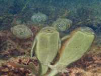 化石顯示在比鳥類和蜜蜂還要久遠許多的時代脊椎動物就會體內受精