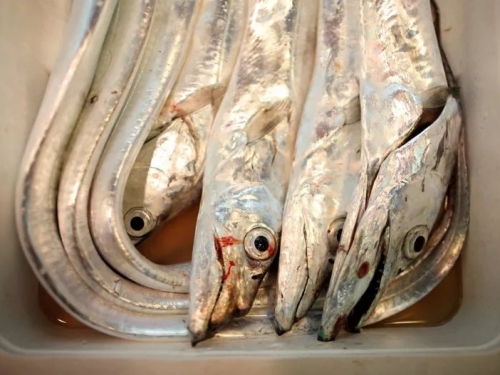 白帶魚大咬！東京灣釣出「龍級巨物」 專家推測：與黑潮大蛇行有關