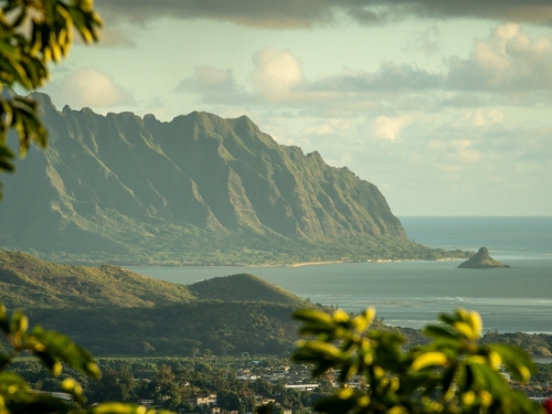 數千隻蚊子空降夏威夷 拯救瀕危鳥類的「最後一戰」