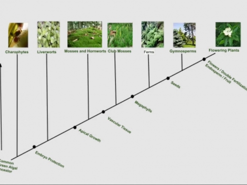 蕨類植物能「逆向演化」