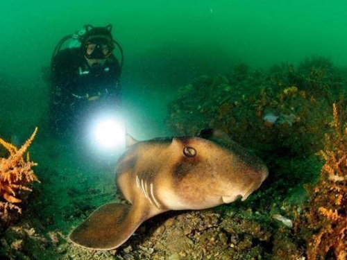 深海潛水發現“豬鼻”怪魚 它其實是這種魚