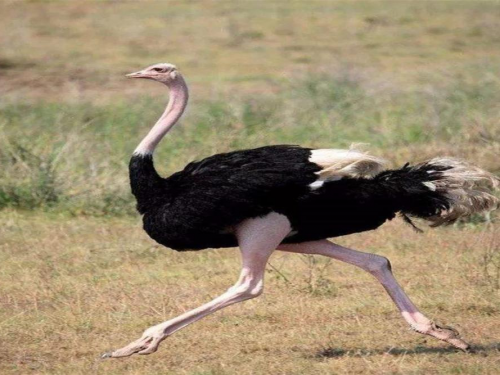 世界上最危險的鳥類，號稱“殺人鳥”，沒有翅膀卻能殺死牛馬