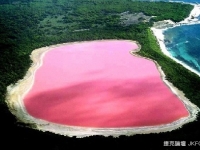 玫瑰色的澳洲粉紅湖，簡直少女夢想中的旅遊點啊∼
