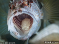 吸血蟲在魚嘴寄生！　吃掉舌頭之後…與宿主共享食物