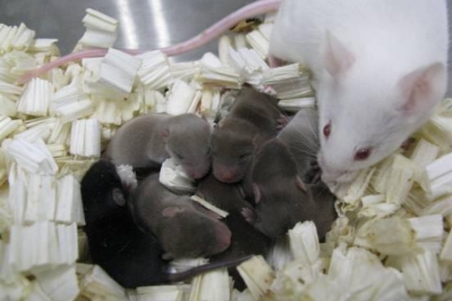 日本研究：成功在太空培育老鼠胚胎 為全球首例