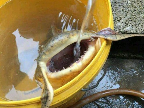 漁民江裡釣魚 竟然釣出牛魔王？