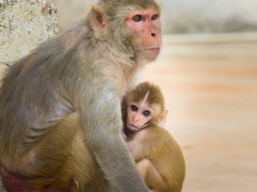 恆河猴實驗證實　新冠病毒可經眼結膜感染入侵多樣器官