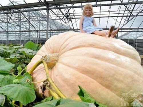世界上最大的南瓜：重達1600磅