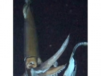 一些深海動物