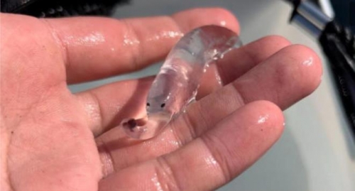 日網友捕獲神祕透明生物 2千多萬網友朝聖「超奇特象鼻」