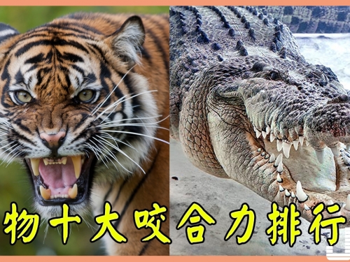 動物十大咬合力排行榜，第一名2噸多的咬合力！