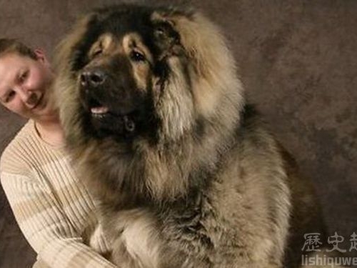 世界上體型最大的狗：高加索犬