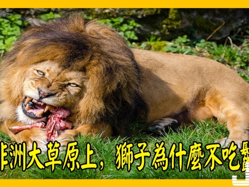 在非洲大草原上，獅子經常會殺死鬣狗，但為什麼不會吃它？