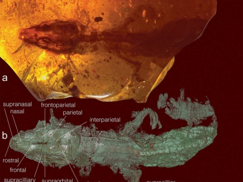 發現罕見琥珀包裹全新物種 皮膚、鱗片逾億年仍完美保存