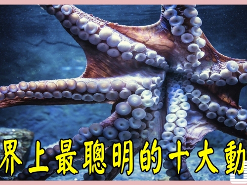 世界上最聰明的十大動物,竟然真的有它！