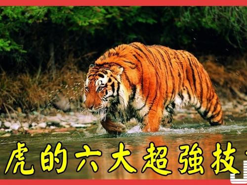 老虎的六大超強技能，它很會遊泳你知道嗎？