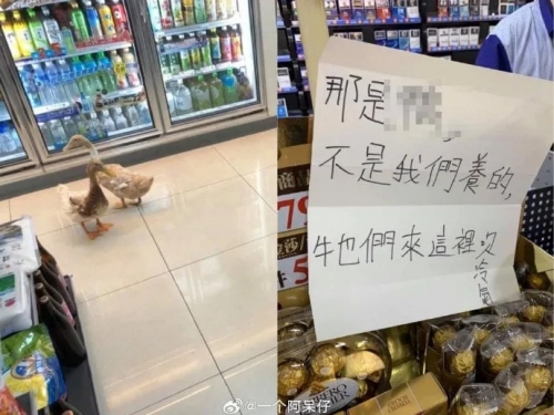 台灣天氣太熱！一群毛寵「衝超商吹冷氣」紅到國外