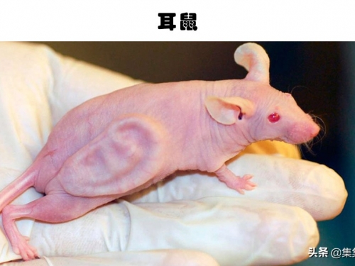 人造生物體：真實存在，並且由人類創造的6種奇特的生物體