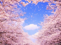 一個國家一種顔色 戴“有色”眼鏡看世界