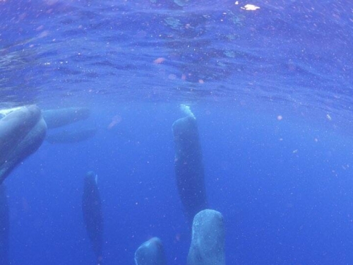 罕見！鹿兒島海域拍到多隻抹香鯨直立睡眠