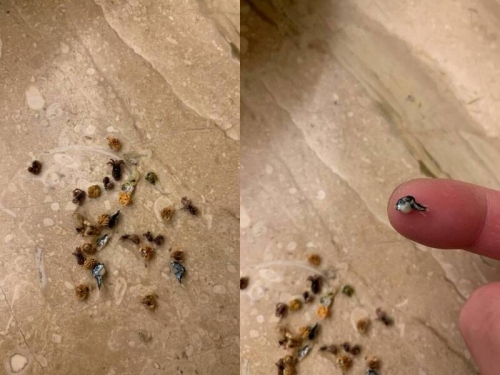 日本買小魚乾打開驚見好幾隻「超小河豚」！她忙問：能不能吃