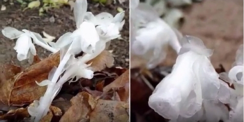 罕見！他在爬山時偶然發現了傳說中的「死亡之花」，渾身上下晶瑩剔透，看起來好美…