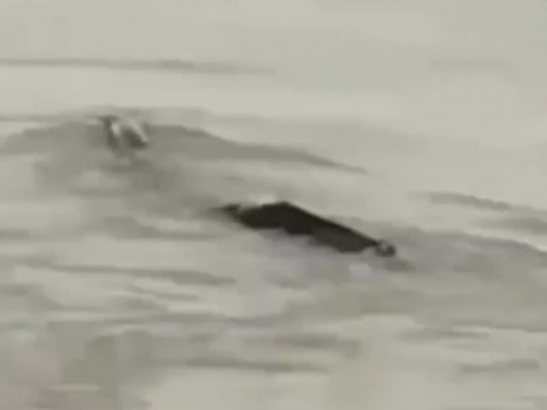 陸版尼斯湖水怪？ 三峽大壩驚見巨型生物戲水
