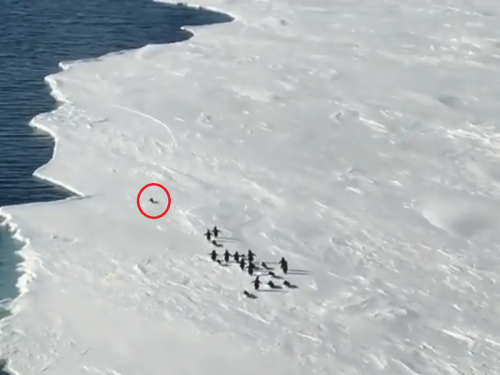 小企鵝脫隊竟遇「浮冰碎裂」 幸踉蹌後成功跳躍脫險！