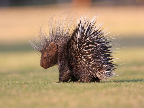 豪豬甩毛「飛彈針」360度瘋狂噴射 滿地全是暗器