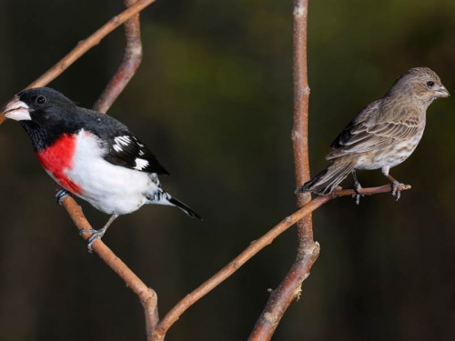 僅百萬分之一機率 鳴禽「雌雄同體」左右各半2毛色
