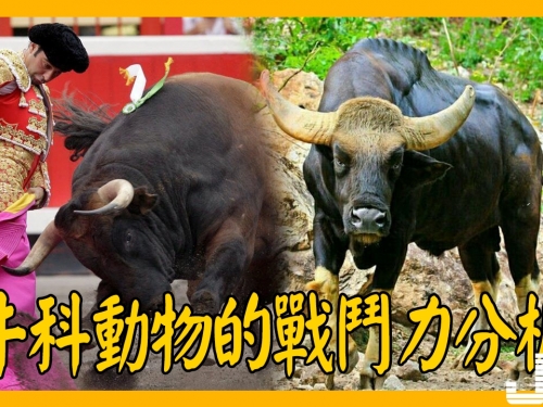 牛科動物的戰鬥力分析，網友：實力被嚴重低估