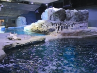 仿冰山環境　底特律動物園全球最大企鵝保護區開幕