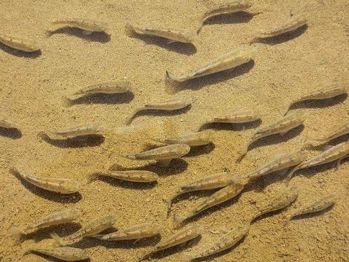 地球最不怕“熱”的魚，在沙漠中生存5萬年，網友：燙水裡養活魚？
