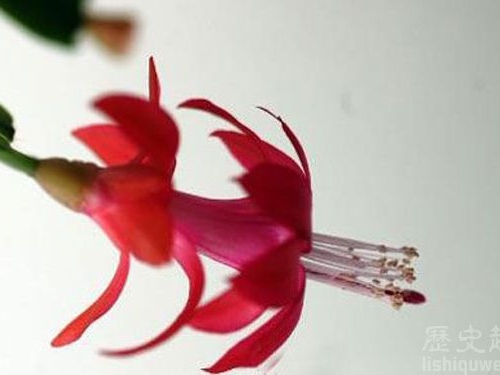 世界上孕期最長的蘭花 70年開一次花