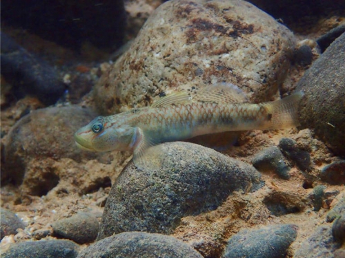 蘭嶼吻鰕虎身世翻轉 中山大學證實：呂宋島有「親戚大軍」