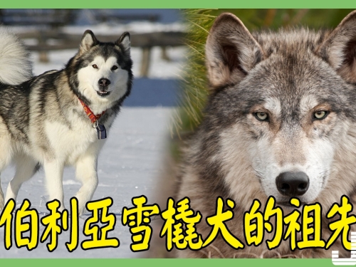 哈士奇的祖先可一點都不二，還是西伯利亞頂級的食肉猛獸