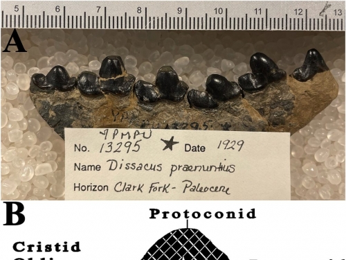 遠古食肉獸靠「啃骨」適應極端暖化