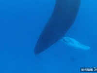 拍攝到持續20分鍾座頭鯨睡覺的珍貴鏡頭