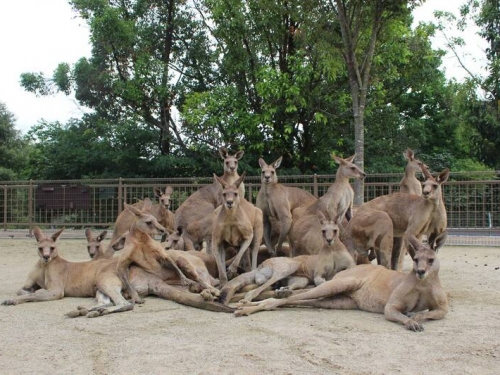 日本動物園秀「肌肉袋鼠合照」 網驚呼：簡直是偶像團體！