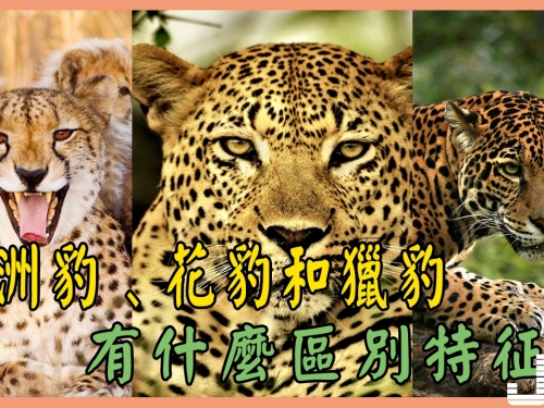美洲豹、花豹和獵豹有什麼區別特徵？