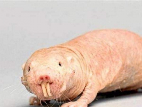 裸克分子鼠：相貌最醜之一，迄今唯一對酸疼毫無反應的動物！