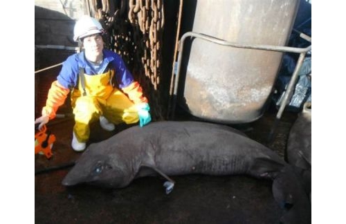 深海發現怪異鯊魚新物種