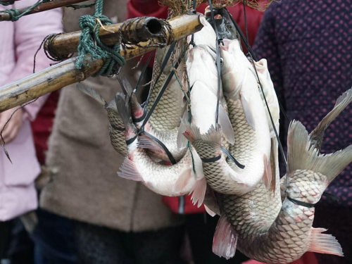 福建"弓魚術"：能夠讓魚離水數天不死，其中隱藏著大智慧