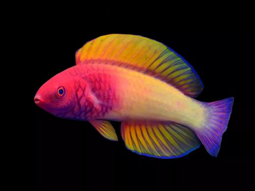 發現絕美新物種！ 彩虹仙女魚「變色換衣照」曝光