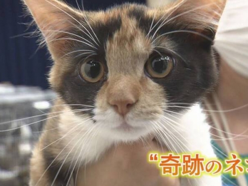 3萬分之一的奇蹟！ 日本熊本發現超稀有「雄性三花貓」
