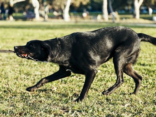 黑狗拔河助陣變「拔槍」 色色姿勢亂入 網笑：豬隊友